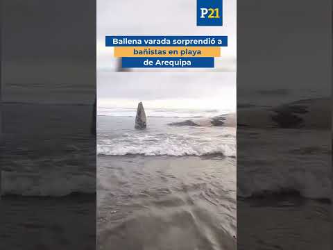 Ballena varada sorprendió a bañistas en playa de Arequipa #lavozdel21