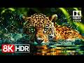 Push Your TV to the Limit Ultimate 8K HDR 120fps Dolby Vision Demo.2160p60 HDR