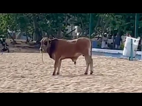 En video: toro suelto en playa de Ocean Park