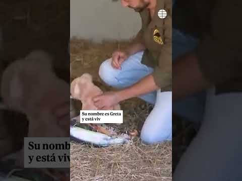 Un centro coruñés recupera a una bebé tigresa tras nacer con malformaciones en un zoo