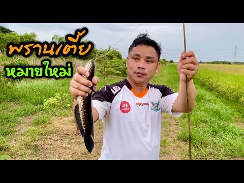 พรานเตี้ย-หมายใหม่ พรานเตี้ย-หมายใหม่