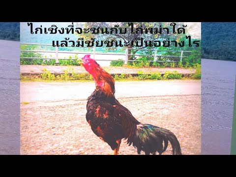 ไก่เชิง-|-ชนกับไก่พม่า-ม้าล่อต ไก่เชิง-|-ชนกับไก่พม่า-ม้าล่อต