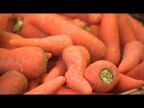 Subieron las zanahorias: El kilo llega los $1.600 en la región Metropolitana