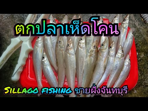 ตกปลาเห็ดโคนชายหาดวิธีผูกสาย