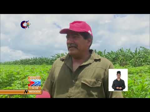Cuba/Sancti Spíritus: crecen volúmenes de alimentos en el Polo Productivo San Andrés