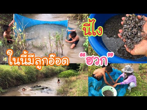 ตามหาลูกอ๊อด(ฮวก)ในสวนของเรา ตามหาลูกอ๊อด(ฮวก)ในสวนของเรา