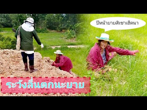 ยายบอกปีหน้าจะไม่ทำนาอีกแล้วเพ ยายบอกปีหน้าจะไม่ทำนาอีกแล้วเพ