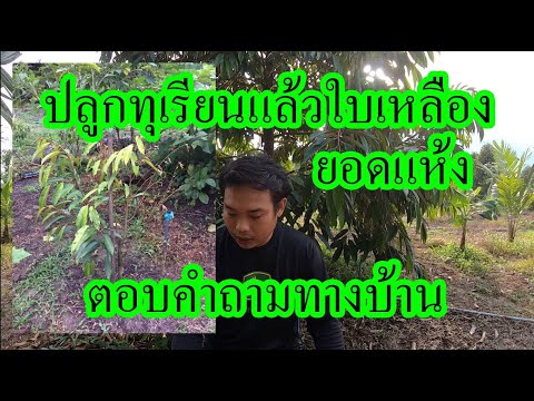 ทุเรียนใบเหลืองหลังปลูก-ยอดแห้ ทุเรียนใบเหลืองหลังปลูก-ยอดแห้
