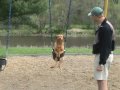 Dog in Swing - Dog on Swing - Dogs love swings. Playground.