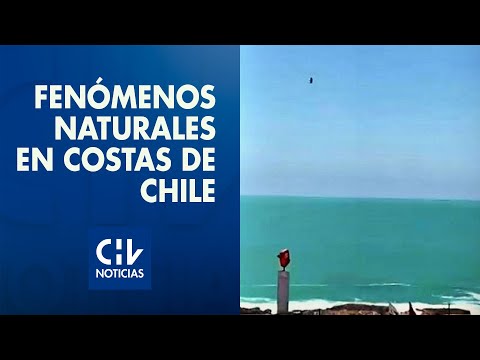 Fenómenos naturales en las costas de Chile: Cientos de peces varados y cambios en el color del mar