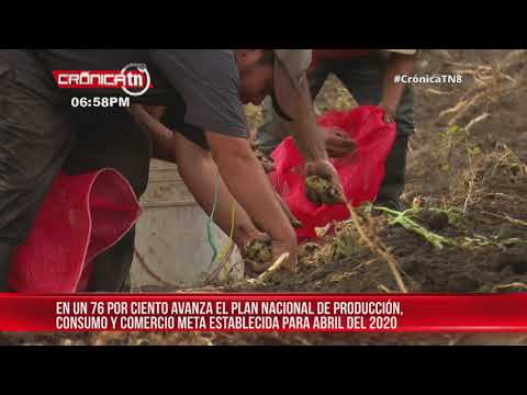 Plan de producción en Nicaragua, hortalizas aumentan un 76%