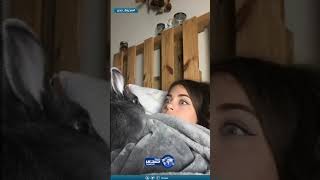 أرنبي يقلدني!