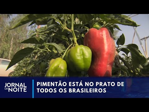 Pimentão garante renda para pequenos agricultores