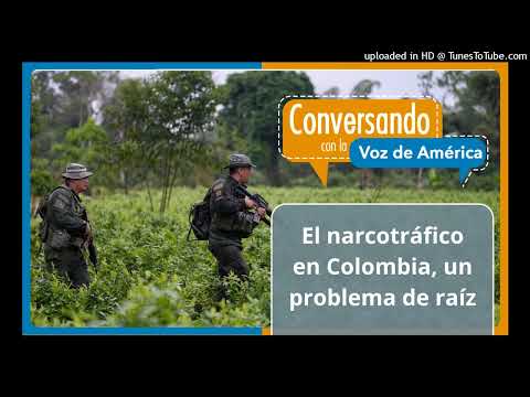 Aumento de los cultivos ilícitos en Colombia producto de una política errada contra el narcotráfico