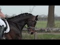 Dressuurpaard mooie 5 jarige merrie van Dream Boy X Amsterdam