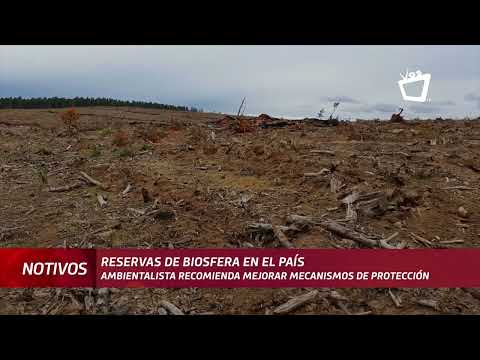 Ambientalistas en Nicaragua recomiendan mejorar mecanismos de protección de los bosques