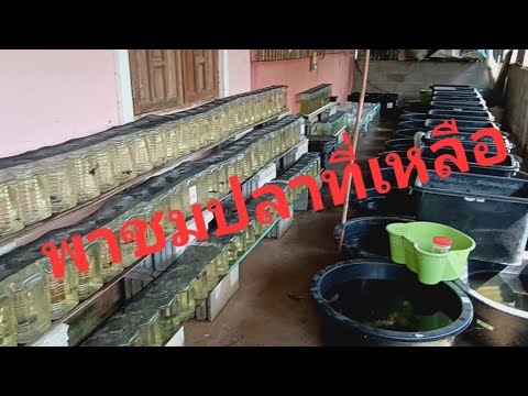 ปลากัดที่บ้านทั้งหมด