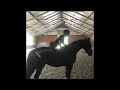 Dressage horse Brave stoere 3 jarige ruin