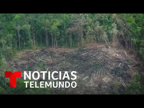 Planeta Tierra: Advierten sobre la deforestación del Planeta | Noticias Telemundo
