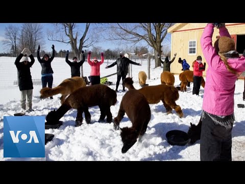 Alpaca Yoga: Canadians Do Yoga in Snow With Alpacas