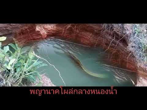 พญานาคโผล่กลางหนองน้ำ-ดูกันชัด พญานาคโผล่กลางหนองน้ำ-ดูกันชัด