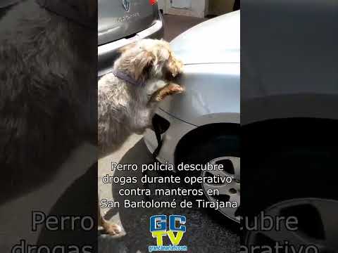 Perro policía descubre drogas durante operativo contra manteros en San Bartolomé de Tirajana