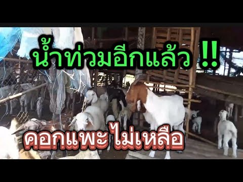 น้ำท่วมอีกแล้ว!!คอกแพะโดนน้ำ