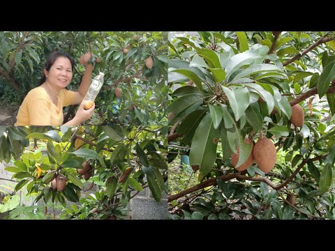 มาเบื่งละมุดสวนนกนาฮอร์โมนไข่เ มาเบื่งละมุดสวนนกนาฮอร์โมนไข่เ