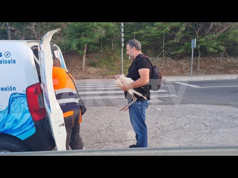 Una cigüeña, a salvo tras ser localizada en la playa del trampolín