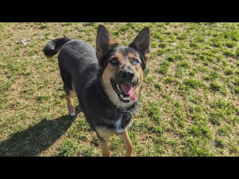 Dog once dumped at Boulder Reservoir adopted