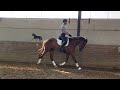 Dressurpferd SWEET TALENTED 3YO MARE