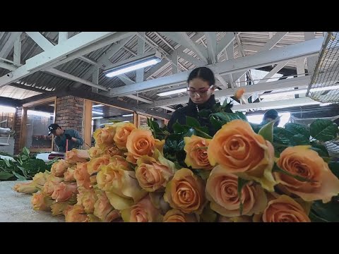 Colombian roses prepared for Valentine's Day celebrations in the US