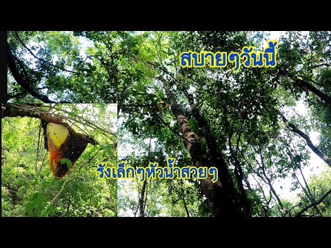 ตีผึ้งหลวง-วันนี้สบายๆ ตีผึ้งหลวง-วันนี้สบายๆ