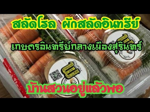 สลัดโรล-ผักสลัดอินทรีย์-เกษต สลัดโรล-ผักสลัดอินทรีย์-เกษต