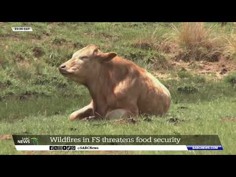 Wildfires in the Free State threatens food security