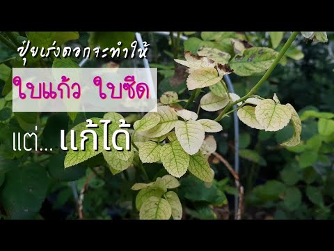 ใบซีดเพราะปุ๋ยเร่งดอกแก้ได้ด้ว