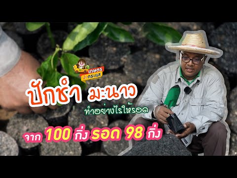 EP2-ปักชำมะนาว-ทำอย่างไรให้รอด EP2-ปักชำมะนาว-ทำอย่างไรให้รอด