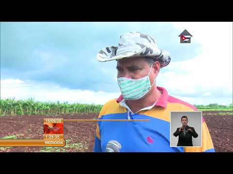 Tierras recuperadas en Villa Clara producen cultivos varios