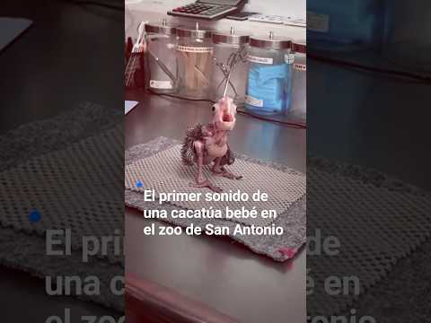 El primer sonido de una cacatúa bebé