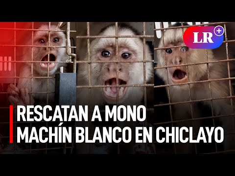 Serfor rescata a mono machín blanco en céntrica calle de la ciudad de Chiclayo | #LR
