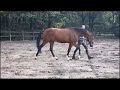 Dressage horse 4 jarige ruin