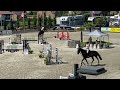 Show jumping horse Brave 6 jarige ruin te koop