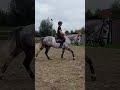 Recreation horse Quaisar van t hooghemelrijk
