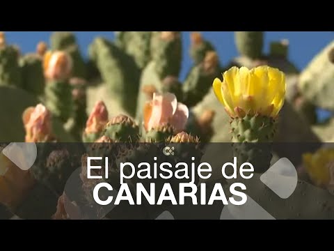 Tuneras, chumberas, pencas… forman parte del paisaje de Canarias