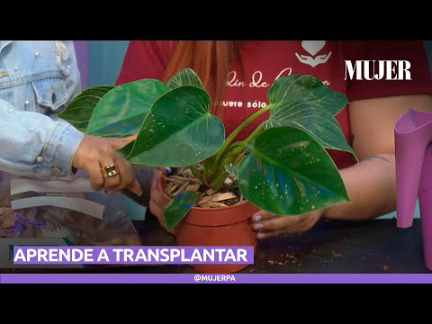 ¿Cómo transplantar una planta | Mujer