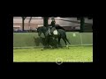 حصان الفروسية Chique sportpaard