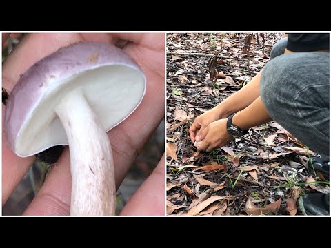 พาชมเห็ดขมรอบใหม่(7สิงหาคม