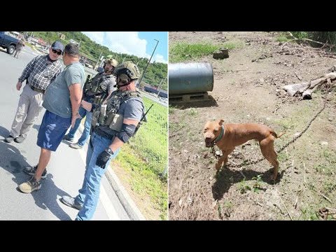 Escalofriante hallazgo de pitbulls maltratados y criados para peleas en Humacao