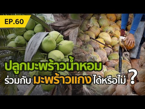 ปลูกมะพร้าวน้ำหอม-ร่วมกับมะพร้ ปลูกมะพร้าวน้ำหอม-ร่วมกับมะพร้