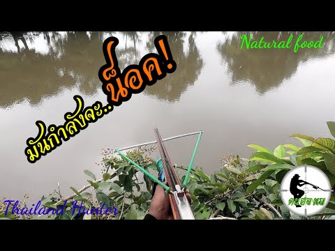 #SHOOT-FISH-ยิงปลาเกือบน็อค-เร #SHOOT-FISH-ยิงปลาเกือบน็อค-เร